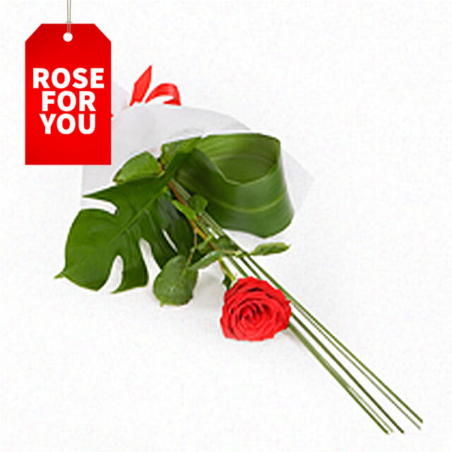 ROY - Single Rose Wrapped - 