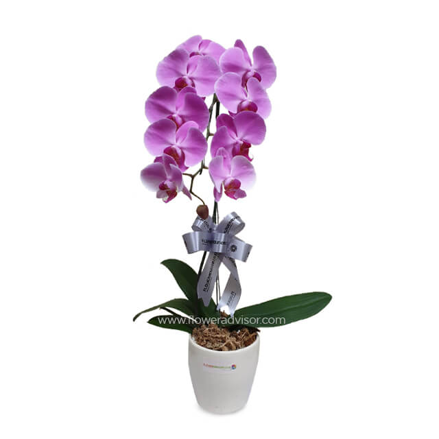 Single Purple Orchid Arrangement - Elegance Modesty - Mothers Day