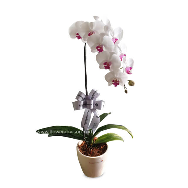 Single Orchid Vase Arrangement - Slender Elegance - Congratulations