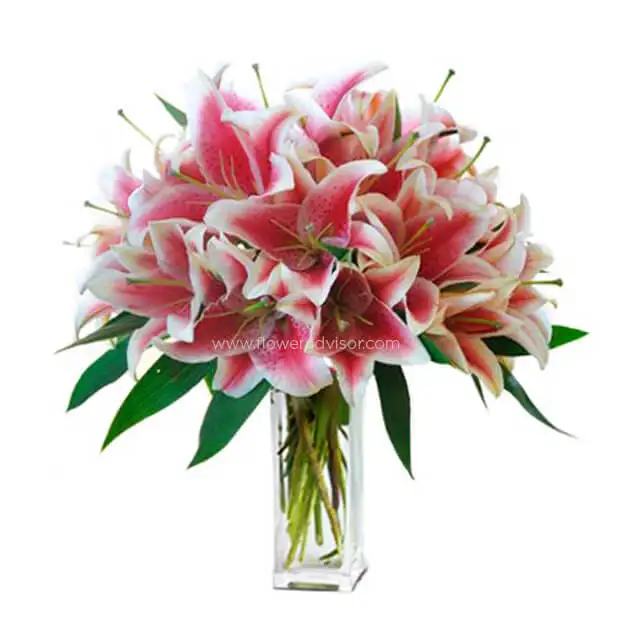 Extra Large Lily Beauty - Lilies