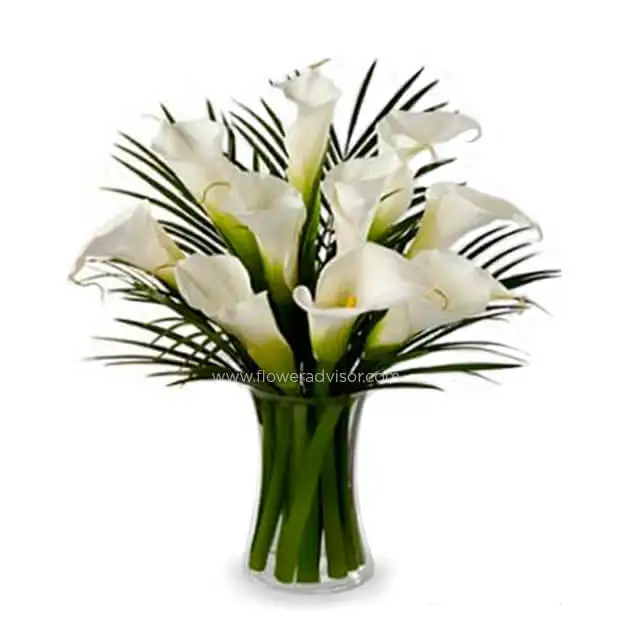 10 Stunning Calla Lilies - Lilies