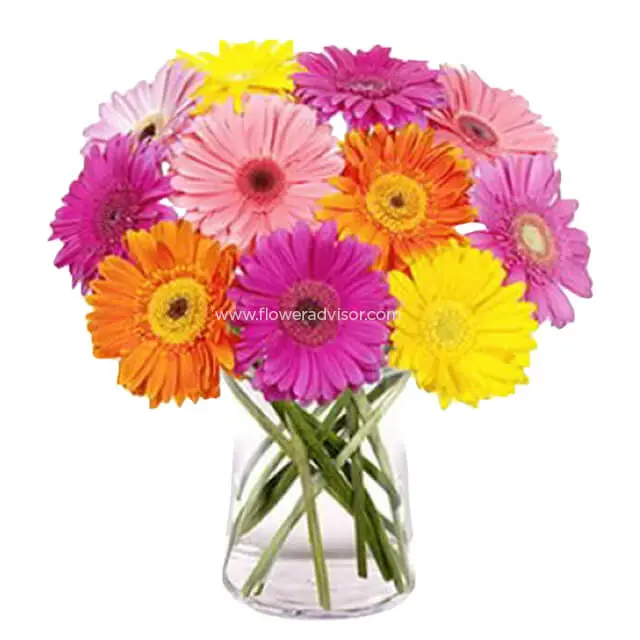 Rainbow Gerberas - Table Flowers