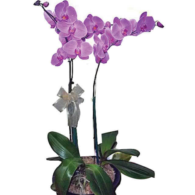Two Pearled  Orchid - Fathers Day