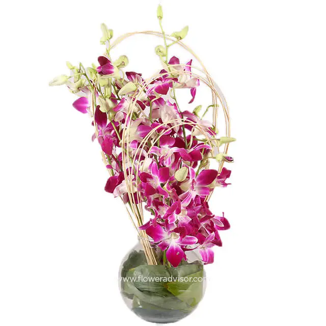 Purple Orchids - Mothers Day