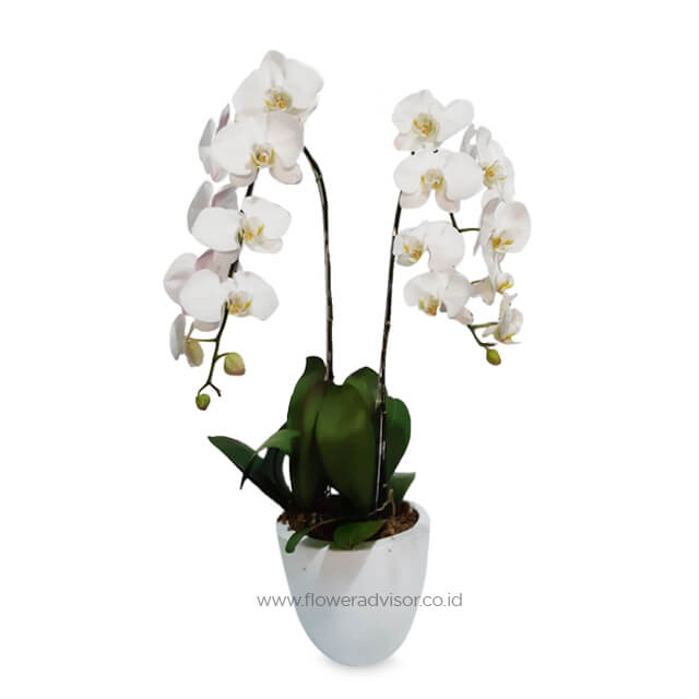 Double White Orchid Arrangement - Double Luck - Congratulations