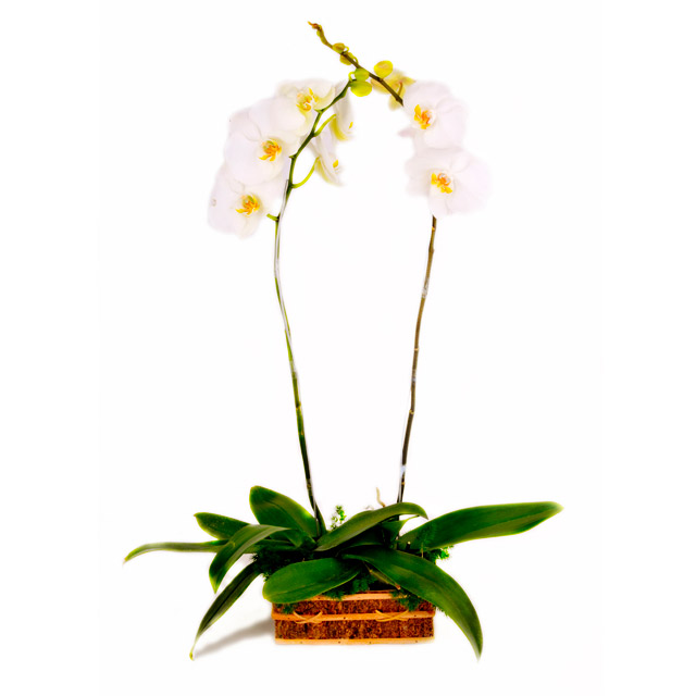 Orient Bliss - Orchids