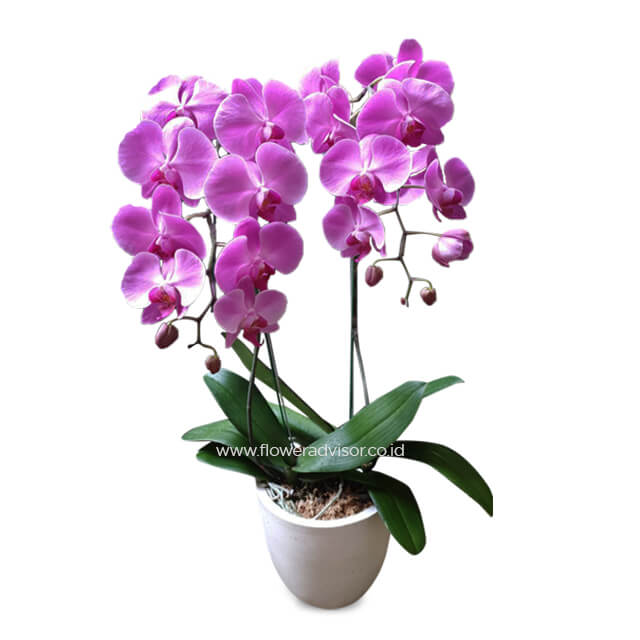 Double Stalk Purple Orchid - Purple Twisty - Get Well Soon