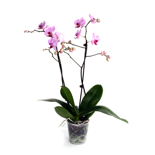 Pink Phalenopsis - Mothers Day