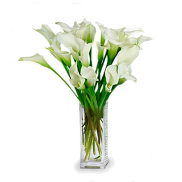 20 Stunning Calla Lilies - Mothers Day