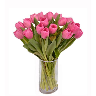 Blushing Tulips - Tulips