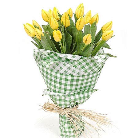 Yellow Tulpe - Tulips