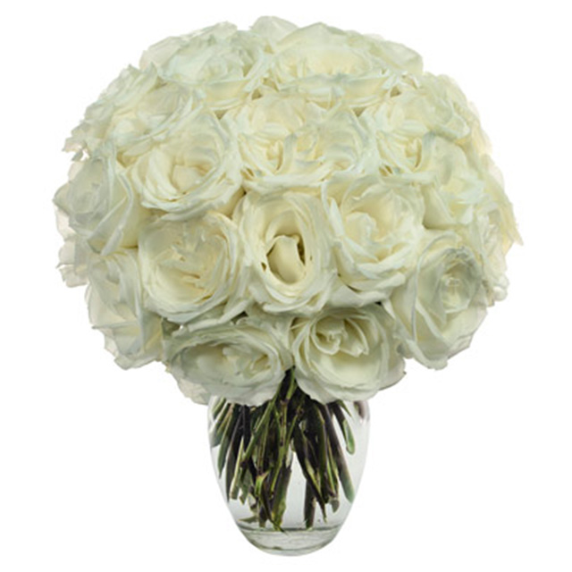 Two Dozen White Roses - White Roses
