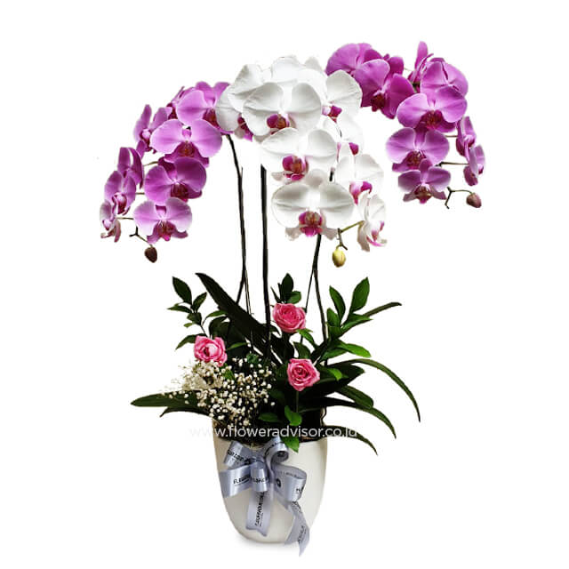 Stylish Triple Orchid Arrangement - Triple Threat Combo - Get Well Soon