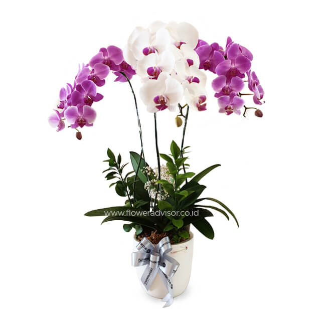 Premium Triple Orchid Arrangement - 3 Orchid Musketeers - Table Flowers