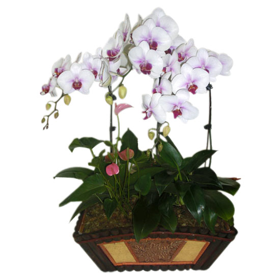 Sophisticated Orchid - Orchids