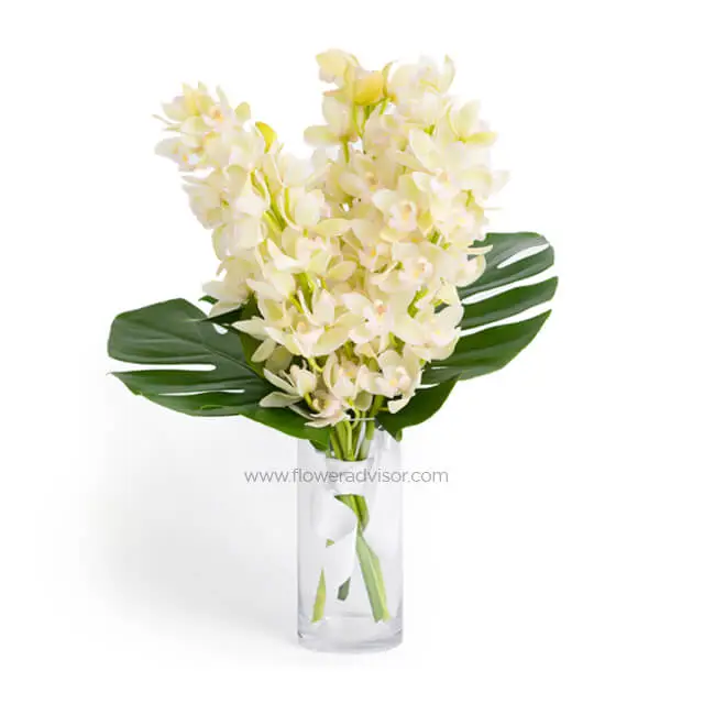 Lush Tropical Elfin Orchids - Table Flowers