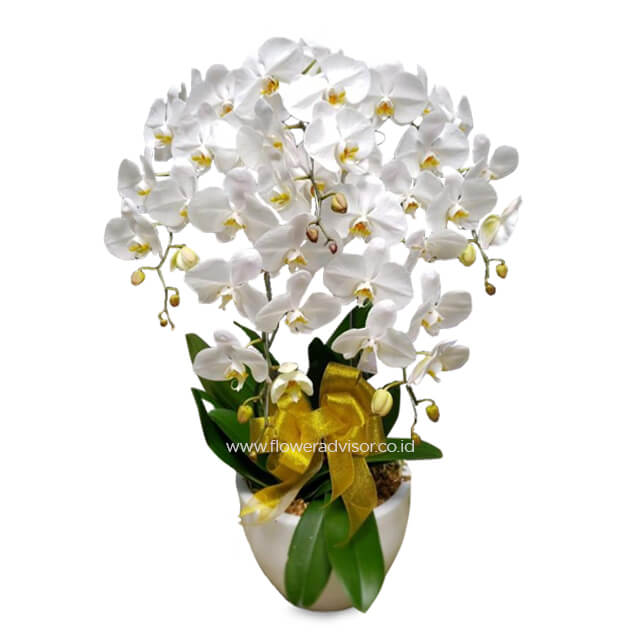 Grand Orchid Arrangement - White Craze - Congratulations
