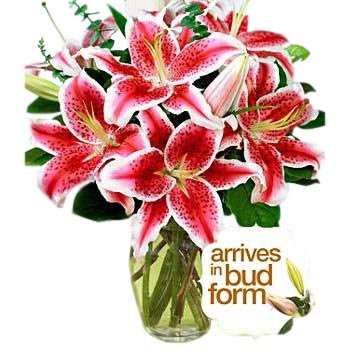 Fragrant Stargazer Lilies Bouquet - Romance