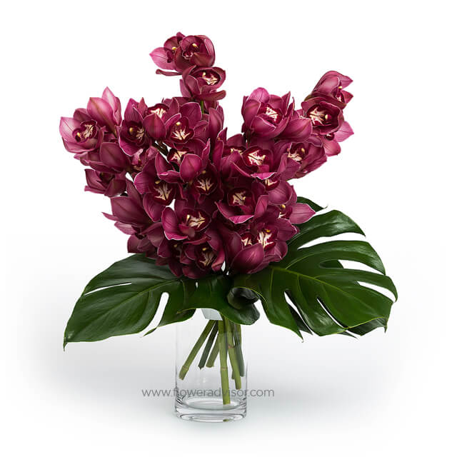 Teluka Wild Raspberry Cymbidium Orchids - Mothers Day