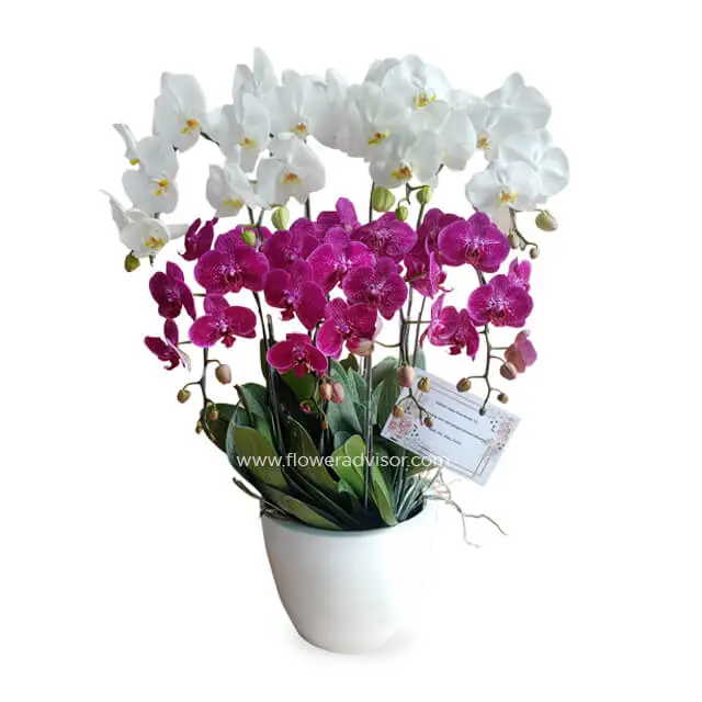 Splendid Orchid Mixed Arrangement - Orchid Splendor - Orchids