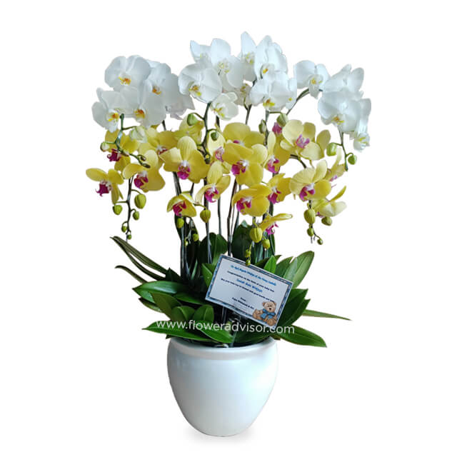 Classy Orchid Vase Arrangement - Orchid Radiance - Orchids
