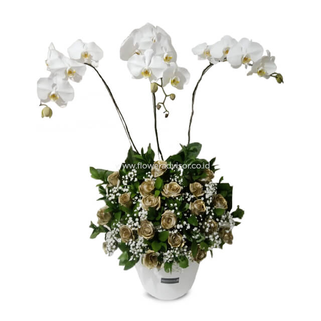 Classy Orchid Arrangement - Lucille - Congratulations