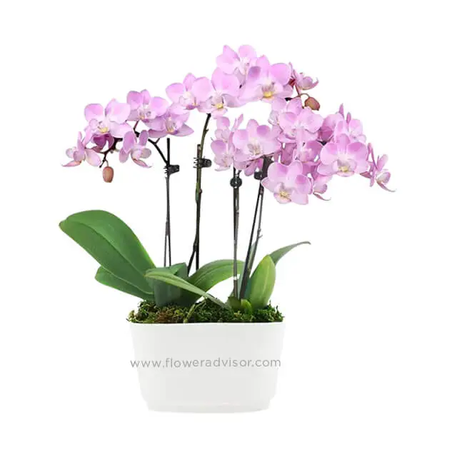 Fantasy Pink Orchids - Orchids
