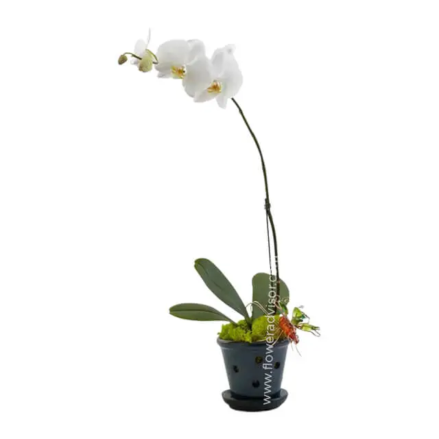 Luxe Solitude Single Opulent Orchid - Orchids