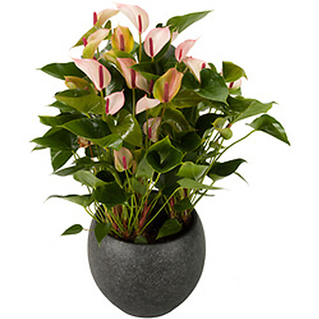 Potted Anthurium - Mothers Day