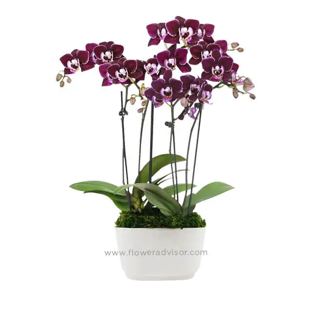 Perfect Plum Mini Orchids - Halloween