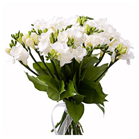 Magic of Freesia - Mothers Day