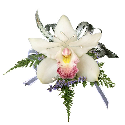 White Elegant - Orchids