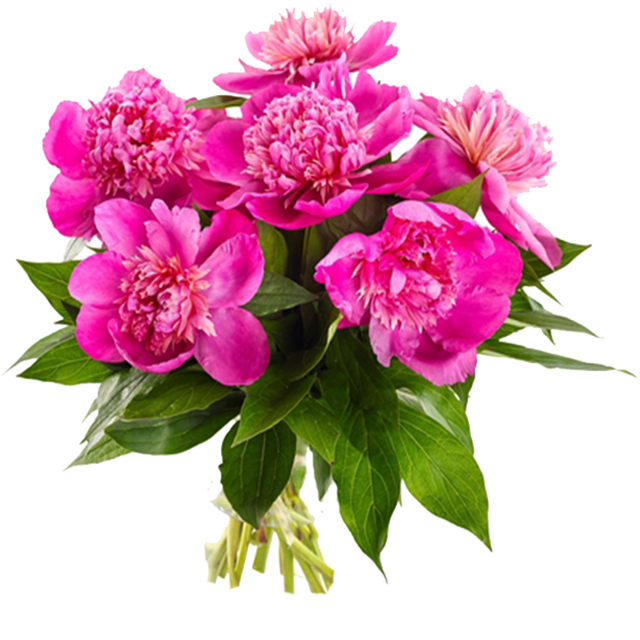 Deep Pink Peonies Dream - Hand Bouquets
