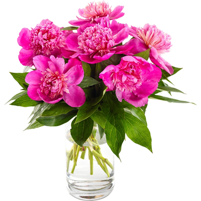Deep Pink Peonies Dream Vase - Table Flowers