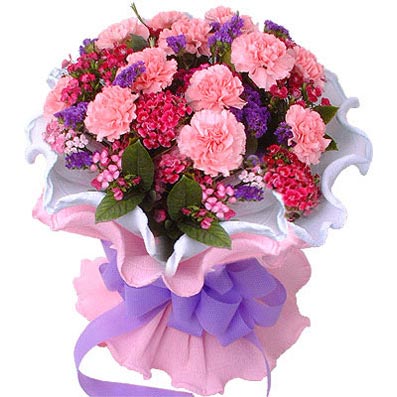 Beautiful Carnations - Carnation