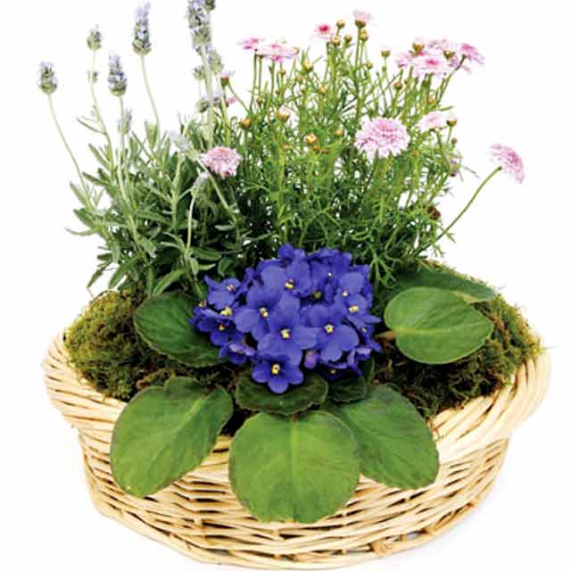 Secret Blue Garden - Pot & Plants