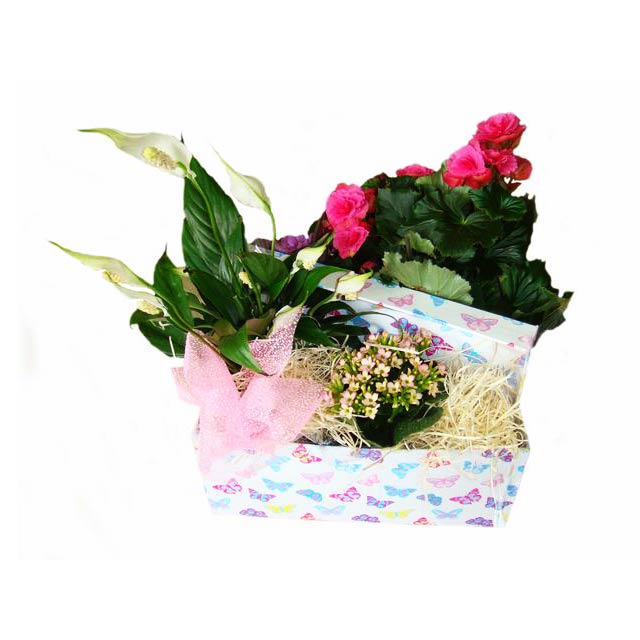 Gift Box Garden - Mothers Day