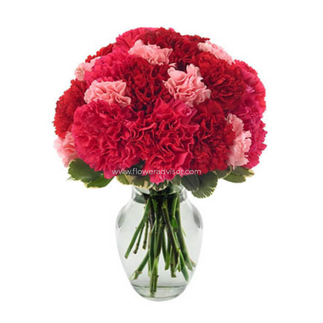 Very Berry Carnations - Anniversary