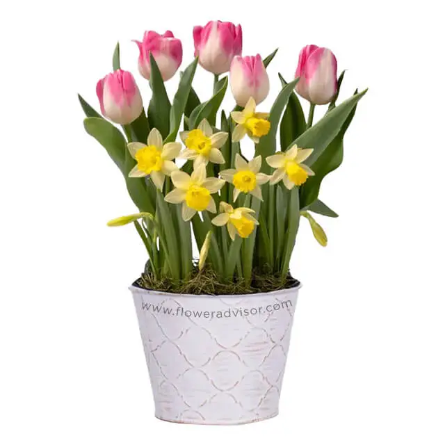 Sweet Spring Tulip & Daffodil Bulb Garden