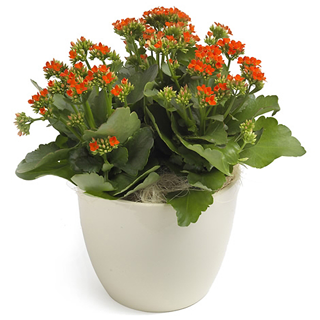 Orange Kalanchoe - Pot & Plants