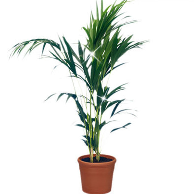 Kentia-Palmm - Pot & Plants