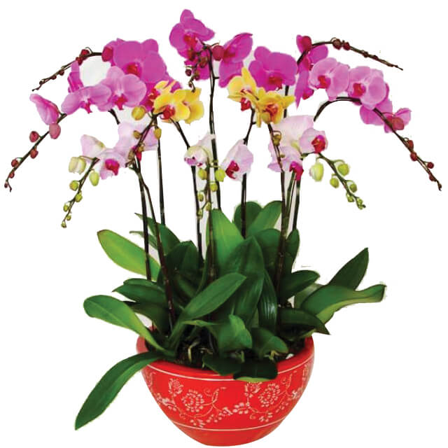Zensational Orchid - Fathers Day