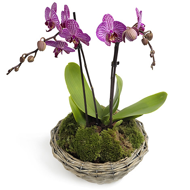 Majestic Phalaenopsis Orchid - Orchids