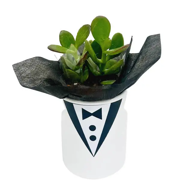 Mr Bond Succulent - Pot & Plants