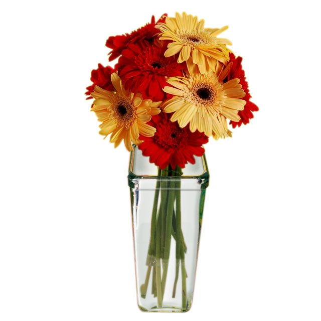 Red and Yellow Gerberas - Birthday
