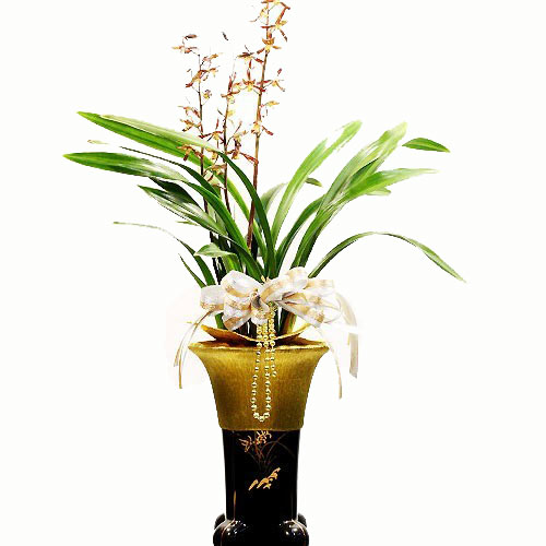 Prosperous Charm - Orchids