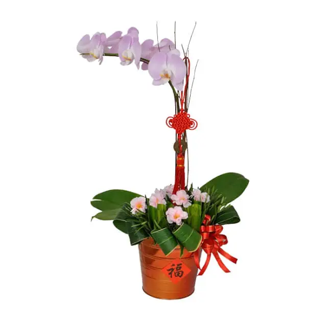 Purple Orchid Chinese New Year Flowers - CNY 2024 - Chinese New Year