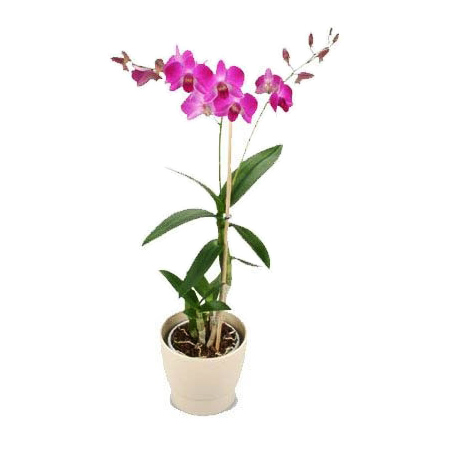 Pink Phalaenopsis - Mothers Day
