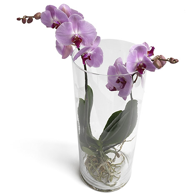 Trendy tower Phalaenopsis Orchids - Orchids