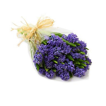 Purple Hyacinth - Mothers Day